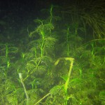 Spreizender Hahnenfuß, Tauchen im Schermützelsee, Tauchen in Brandenburg