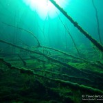 Unterwasserwald, Tauchen in Frose, Tauchen in Sachsen-Anhalt