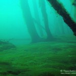 Unterwasserwald, Tauchen in Frose, Tauchen in Sachsen-Anhalt