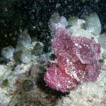 Schaukelfisch, Vilamendhoo, Ari Atoll, Tauchen auf den Malediven