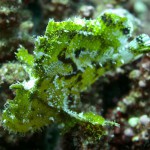 Schaukelfisch, Vilamendhoo, Ari Atoll, Tauchen auf den Malediven