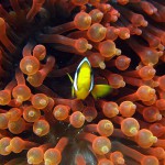 Clownfisch, Nemo, Vilamendhoo, Ari Atoll, Tauchen auf den Malediven