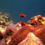 Anemonenfisch, Vilamendhoo, Ari Atoll, Tauchen auf den Malediven