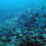 Weisspitzriffhai, Vilamendhoo, Ari Atoll, Tauchen auf den Malediven