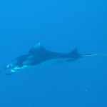 Manta, Vilamendhoo, Ari Atoll, Tauchen auf den Malediven