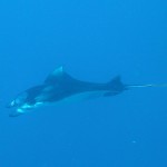 Manta, Vilamendhoo, Ari Atoll, Tauchen auf den Malediven