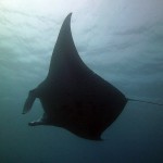 Manta, Vilamendhoo, Ari Atoll, Tauchen auf den Malediven