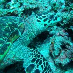 Schildkröte, Vilamendhoo, Ari Atoll, Tauchen auf den Malediven