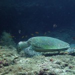 Schildkröte, Vilamendhoo, Ari Atoll, Tauchen auf den Malediven