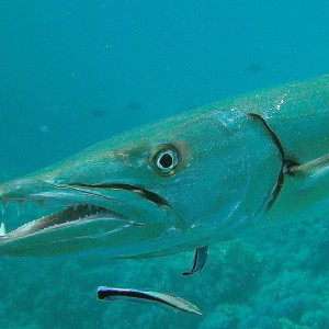 Barakuda