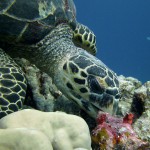 Schildkröte, Tauchen in Safaga, Tauchen in Ägypten, Tauchen im Roten Meer