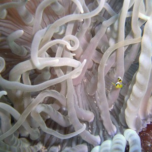 Anemonenfisch, Nemo