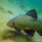 Schlei, Schleie, Tinca tinca, Tauchen im Helenesee, Tauchen in Brandenburg