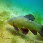 Schlei, Schleie, Tinca tinca, Tauchen im Helenesee, Tauchen in Brandenburg