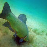 Schlei, Schleie, Tinca tinca, Tauchen im Helenesee, Tauchen in Brandenburg