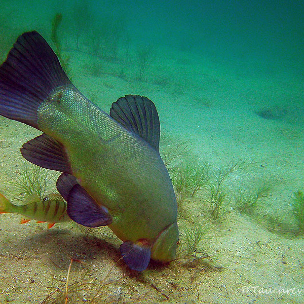 Schlei (Tinca tinca) Tauchrevier Deutschland