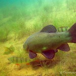 Schlei, Schleie, Tinca tinca, Tauchen im Helenesee, Tauchen in Brandenburg