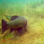 Schlei, Schleie, Tinca tinca, Tauchen im Helenesee, Tauchen in Brandenburg