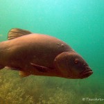 Schlei, Schleie, Tinca tinca, Tauchen im Helenesee, Tauchen in Brandenburg