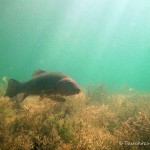 Schlei, Schleie, Tinca tinca, Tauchen im Helenesee, Tauchen in Brandenburg