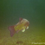 Schlei, Schleie, Tinca tinca, Tauchen im Straussee, Tauchen in Deutschland