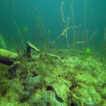 Unterwasserimpression, Tauchen imm Katjasee, Tauchen in Brandenburg