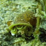 Ohrschlammschnecke (Radix auricularia), Tauchen imm Katjasee, Tauchen in Brandenburg