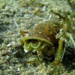 Ohrschlammschnecke (Radix auricularia), Tauchen imm Katjasee, Tauchen in Brandenburg