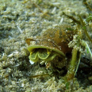 Ohrschlammschnecke (Radix auricularia)