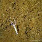 Süßwasserpolyp, Tauchen im Steinbruch Ammelshain, Tauchen in Sachsen