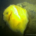 Unterwasserimpressionen, Tauchen im Steinbruch Ammelshain, Tauchen in Sachsen