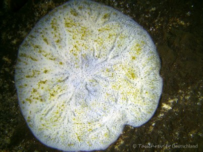 2014_02_21_Ammelshain_107