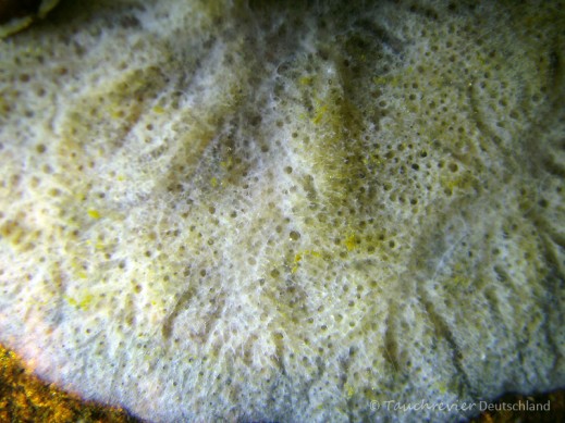 2014_02_21_Ammelshain_108