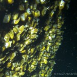 Muschelkolonie, Tauchen im Steinbruch Ammelshain, Tauchen in Sachsen