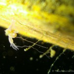 Süßwasserpolyp, Tauchen im Steinbruch Ammelshain, Tauchen in Sachsen