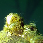 Muscheln, Tauchen im Steinbruch Ammelshain, Tauchen in Sachsen