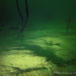 Unterwasserimpressionen, Tauchen im Steinbruch Ammelshain, Tauchen in Sachsen