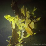Unterwasserimpressionen, Tauchen in Pretzien