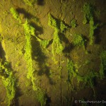 Unterwasserimpressionen, Tauchen in Pretzien