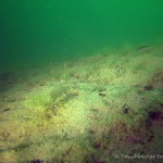 Seegrund, Tauchen im Kiessee Hartmannsdorf, Tauchen in Brandenburg