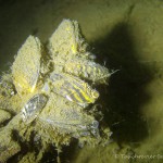 Dreikantmuschel, Tauchen im Kiessee Hartmannsdorf, Tauchen in Brandenburg