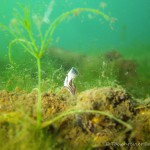 Muschelsyphon, Tauchen im Kiessee Hartmannsdorf, Tauchen in Brandenburg