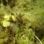 Ohrschlammschnecke (Radix auricularia), Tauchen im Kiessee Hartmannsdorf, Tauchen in Brandenburg