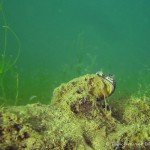 Teichmuschel, Tauchen im Kiessee Hartmannsdorf, Tauchen in Brandenburg