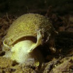 Ohrschlammschnecke (Radix auricularia), Tauchen im Kiessee Hartmannsdorf, Tauchen in Brandenburg