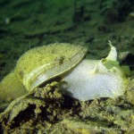 Ohrschlammschnecke (Radix auricularia), Tauchen im Kiessee Hartmannsdorf, Tauchen in Brandenburg