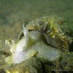 Ohrschlammschnecke (Radix auricularia), Tauchen im Kiessee Hartmannsdorf, Tauchen in Brandenburg