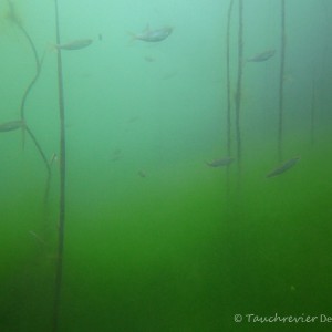 Weißfisch