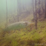 Hecht (Esox esox), Tauchen im Kiessee Hartmannsdorf, Tauchen in Brandenburg