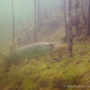 Hecht (Esox esox)